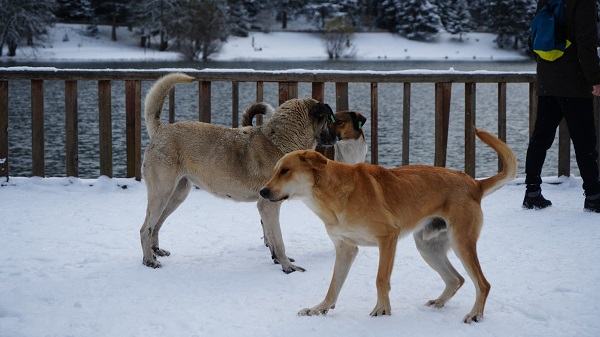 Foto - Masalsı kış manzarası hayran bıraktı