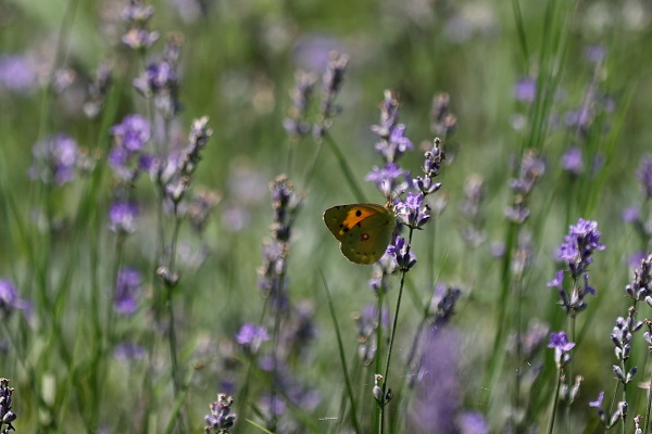Foto - Matematik öğretmeniydi çiftçi oldu