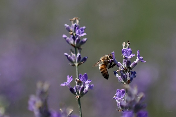 Foto - Matematik öğretmeniydi çiftçi oldu