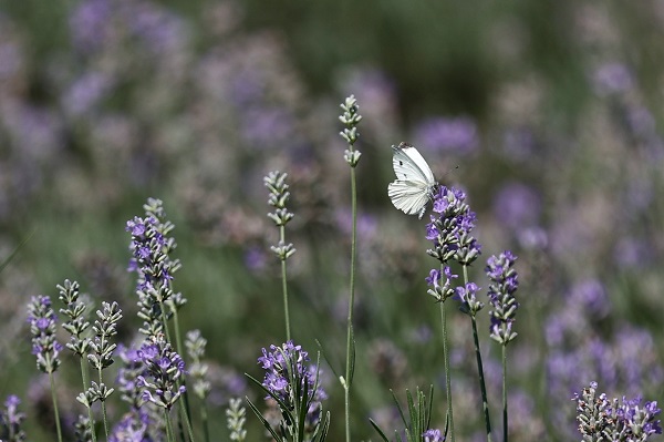 Foto - Matematik öğretmeniydi çiftçi oldu