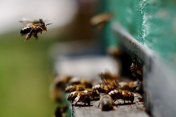 Foto - Matematik öğretmeniydi çiftçi oldu