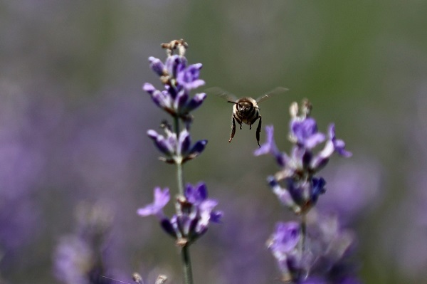 Foto - Matematik öğretmeniydi çiftçi oldu
