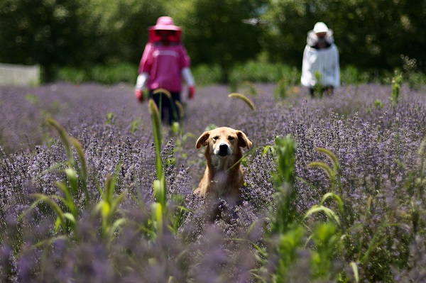Foto - Matematik öğretmeniydi çiftçi oldu