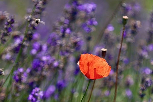 Foto - Matematik öğretmeniydi çiftçi oldu