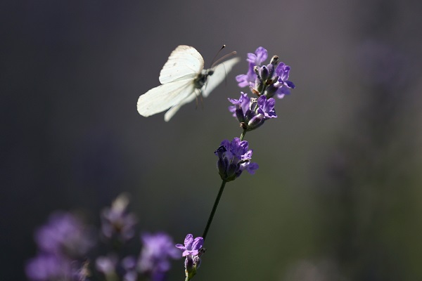 Foto - Matematik öğretmeniydi çiftçi oldu