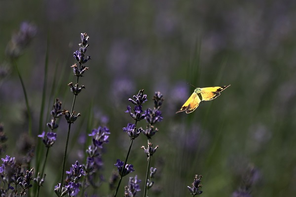 Foto - Matematik öğretmeniydi çiftçi oldu