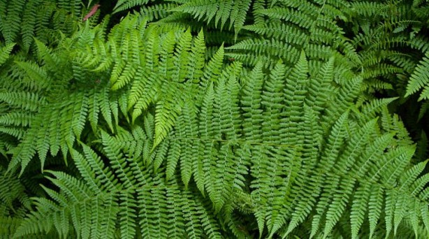 Foto - Matematikçiler doğanın bir gizemini daha keşfetti