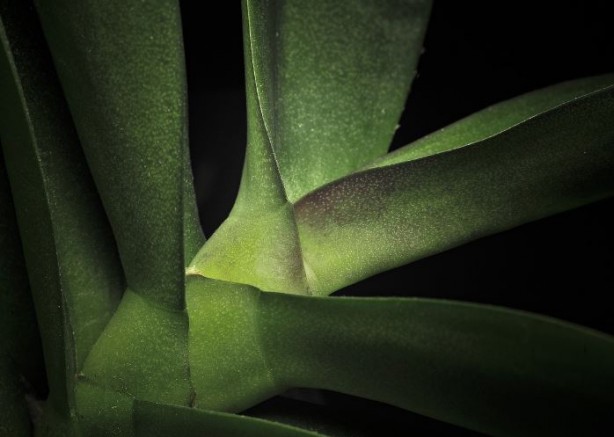 Foto - Matematikçiler doğanın bir gizemini daha keşfetti