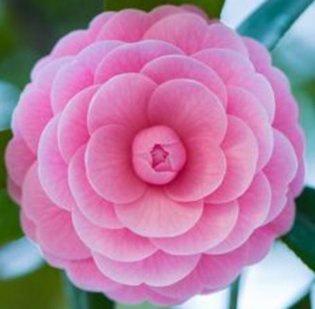 Foto - Matematikçiler doğanın bir gizemini daha keşfetti