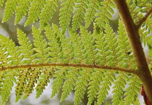 Foto - Matematikçiler doğanın bir gizemini daha keşfetti