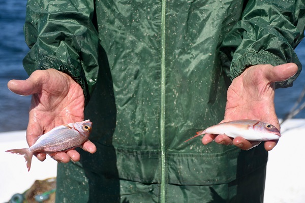 Foto - Mavi suların neferleri!