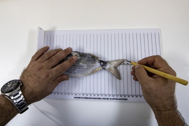 Foto - Mavi vatanda deniz canlıları ekosistemi kayıt altına alınıyor