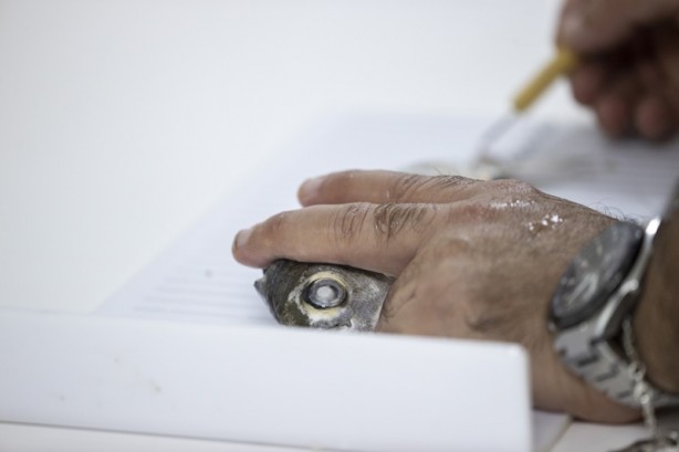 Foto - Mavi vatanda deniz canlıları ekosistemi kayıt altına alınıyor