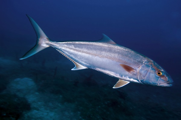 Foto - Maviliğin altında gizli kalan hazine! Bodrum’a bir de bu açıdan bakın! 