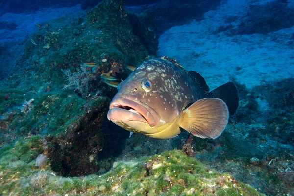 Foto - Maviliğin altında gizli kalan hazine! Bodrum’a bir de bu açıdan bakın! 