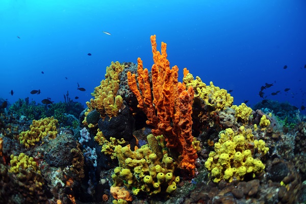 Foto - Maviliğin altında gizli kalan hazine! Bodrum’a bir de bu açıdan bakın! 
