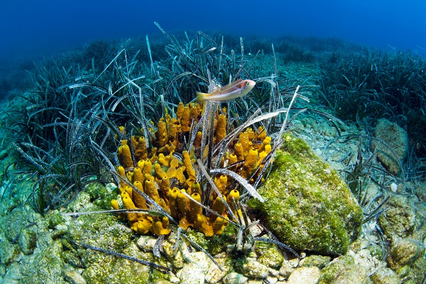 Foto - Maviliğin altında gizli kalan hazine! Bodrum’a bir de bu açıdan bakın! 