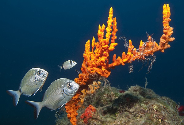 Foto - Maviliğin altında gizli kalan hazine! Bodrum’a bir de bu açıdan bakın! 