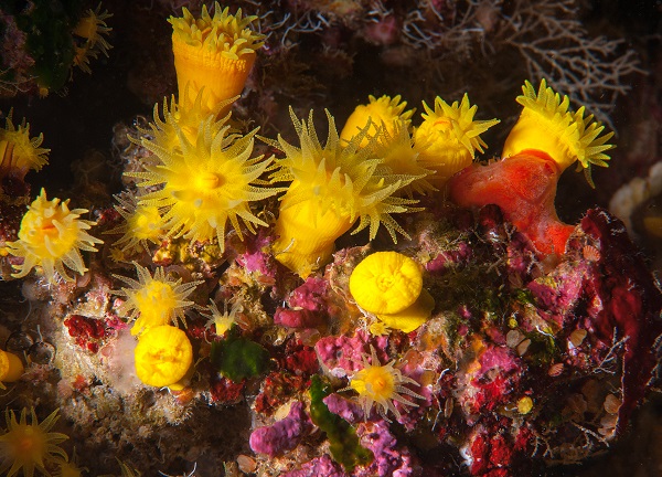 Foto - Maviliğin altında gizli kalan hazine! Bodrum’a bir de bu açıdan bakın! 