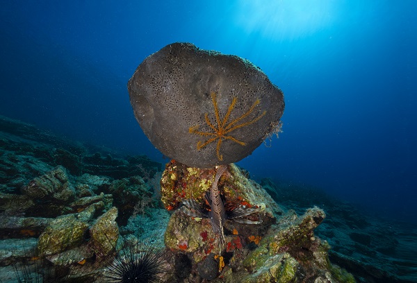 Foto - Maviliğin altında gizli kalan hazine! Bodrum’a bir de bu açıdan bakın! 