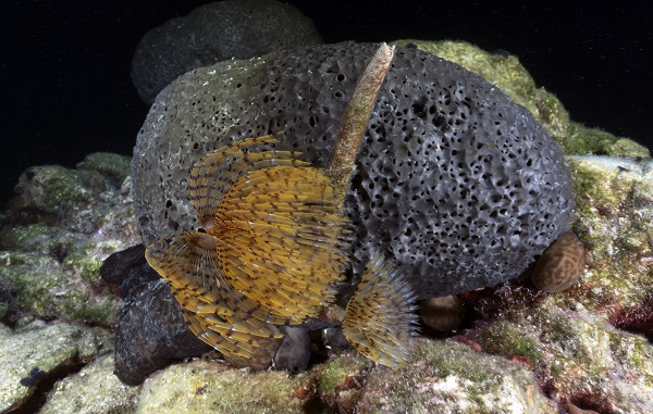 Foto - Maviliğin altında gizli kalan hazine! Bodrum’a bir de bu açıdan bakın! 