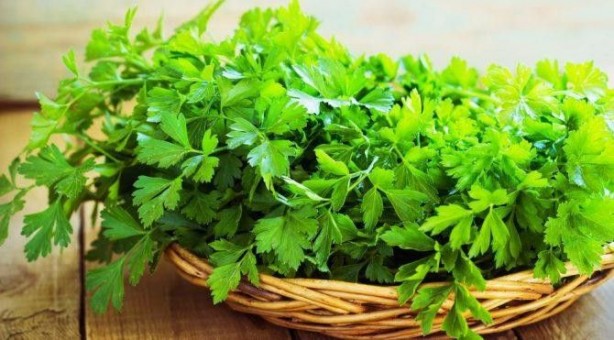 Foto - Maydanoz kanserle savaşıyor