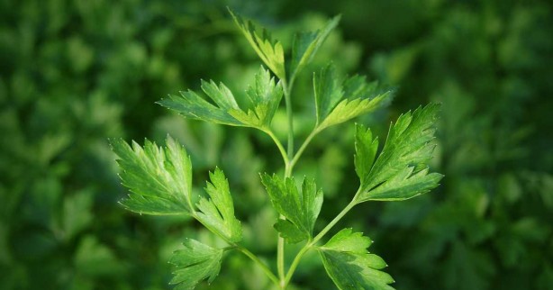 Foto - Maydanoz kanserle savaşıyor