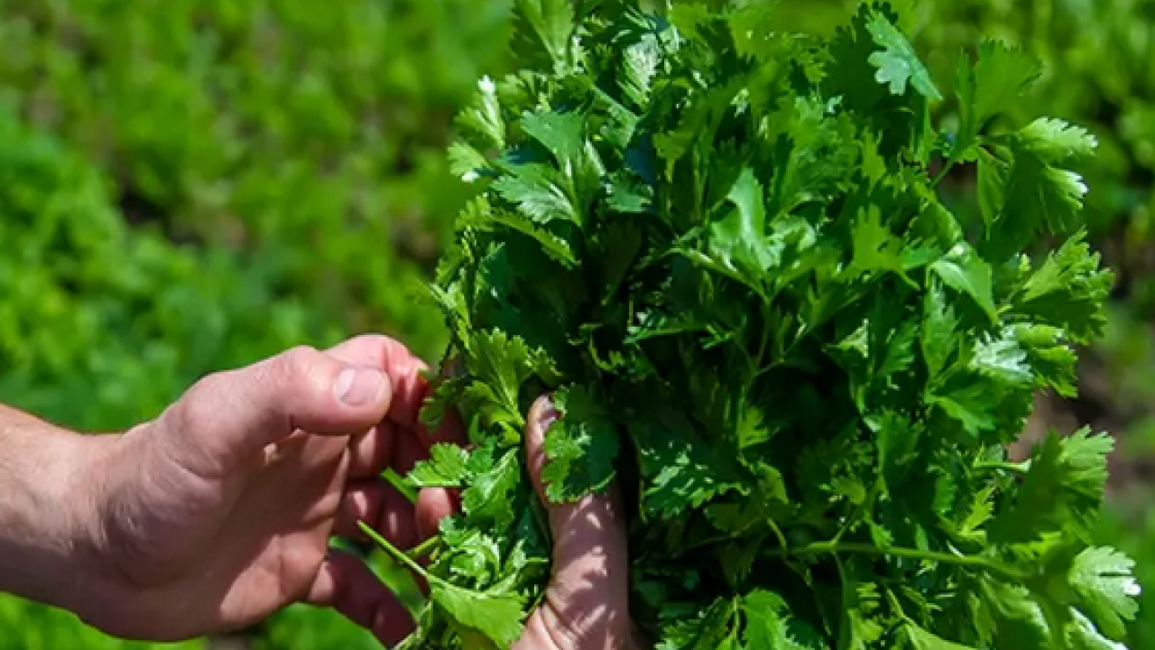 Foto - Maydanoz: Lezzetiyle müthiş, birçok kişinin favorisi! Duyan satın almak istedi... Deneyince bir anda farkını göreceksiniz!