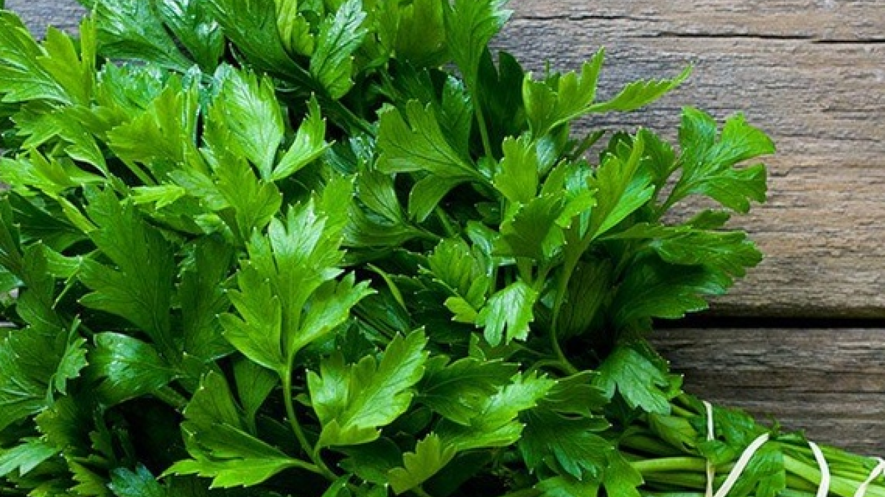 Foto - Maydanoz: Lezzetiyle müthiş, birçok kişinin favorisi! Duyan satın almak istedi... Deneyince bir anda farkını göreceksiniz!