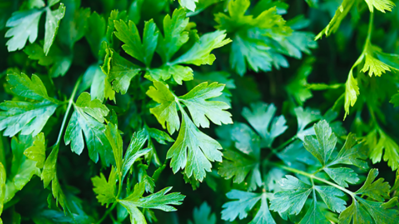 Foto - Maydanoz: Lezzetiyle müthiş, birçok kişinin favorisi! Duyan satın almak istedi... Deneyince bir anda farkını göreceksiniz!