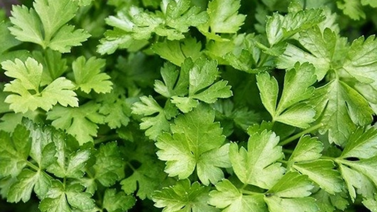 Foto - Maydanoz: Lezzetiyle müthiş, birçok kişinin favorisi! Duyan satın almak istedi... Deneyince bir anda farkını göreceksiniz!