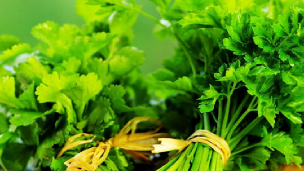 Foto - Maydanoz: Lezzetiyle müthiş, birçok kişinin favorisi! Duyan satın almak istedi... Deneyince bir anda farkını göreceksiniz!