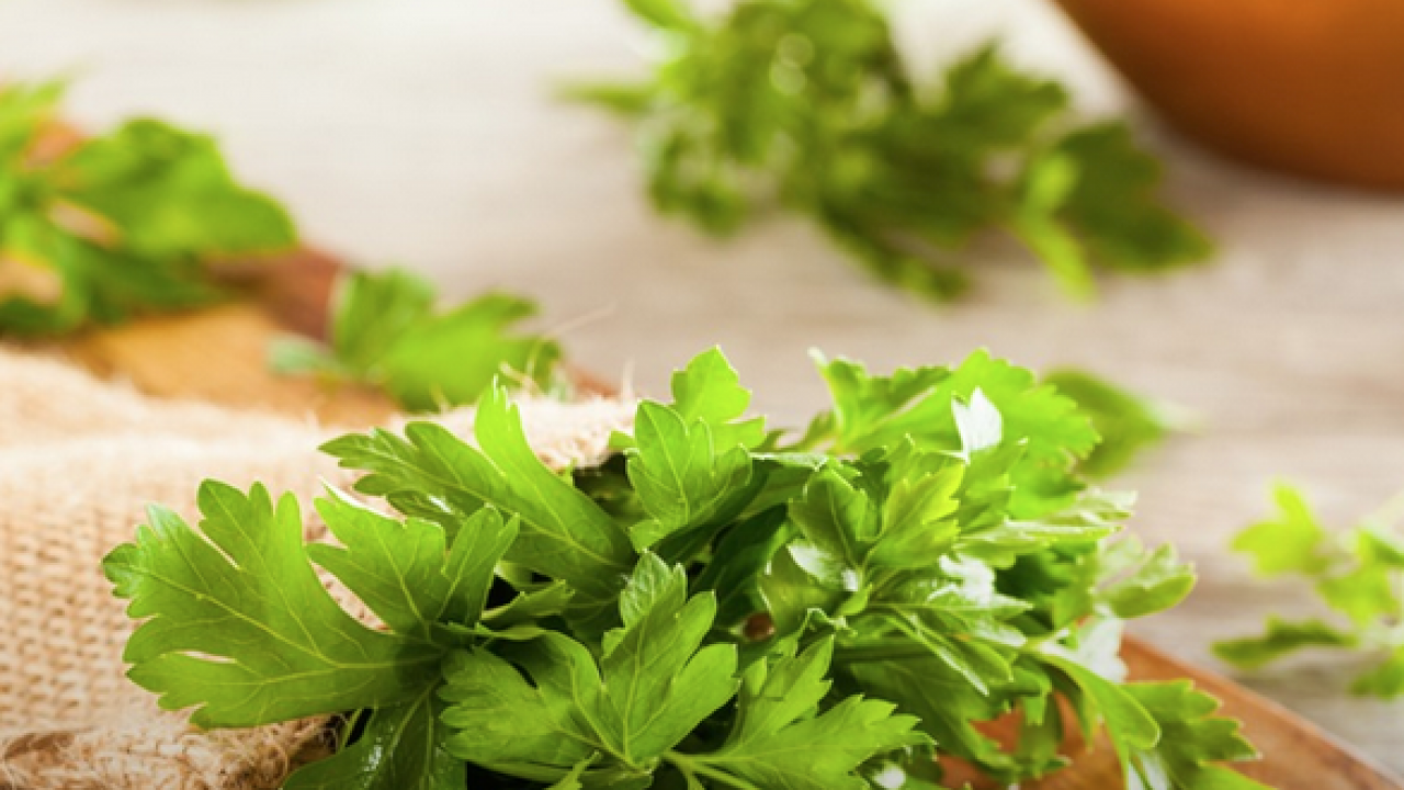 Foto - Maydanoz: Lezzetiyle müthiş, birçok kişinin favorisi! Duyan satın almak istedi... Deneyince bir anda farkını göreceksiniz!