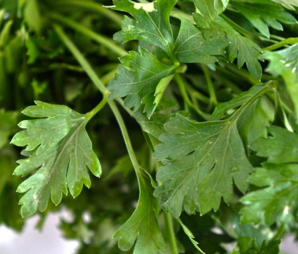 Foto - Maydanozla 15 günde 5 kilo verin!