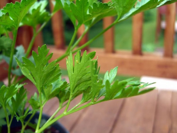 Foto - Maydanozla 15 günde 5 kilo verin!