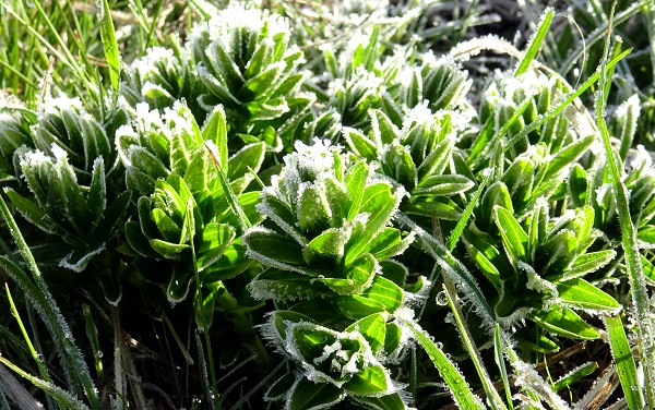 Foto - Mayıs ayında çiçekleri kırağı kapladı