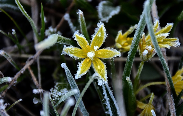 Foto - Mayıs ayında çiçekleri kırağı kapladı
