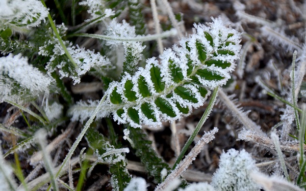 Foto - Mayıs ayında çiçekleri kırağı kapladı