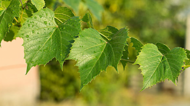 Foto - Mayıs ayında hangi sebze ve meyve yenir? Mayıs ayında tüketilen meyve sebzeler