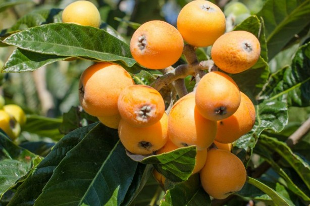 Foto - Mayıs ayında hangi sebze ve meyve yenir? Mayıs ayında tüketilen meyve sebzeler