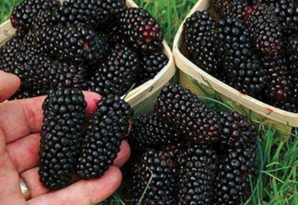 Foto - Mayıs ayında hangi sebze ve meyve yenir? Mayıs ayında tüketilen meyve sebzeler