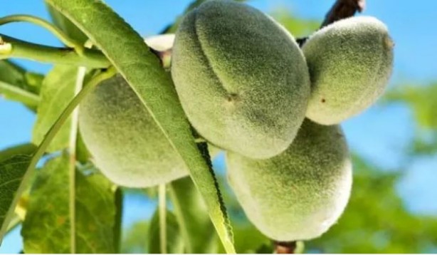 Foto - Mayıs ayında hangi sebze ve meyve yenir? Mayıs ayında tüketilen meyve sebzeler