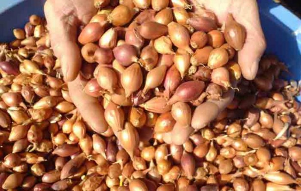 Foto - Mayıs ayında hangi sebze ve meyve yenir? Mayıs ayında tüketilen meyve sebzeler