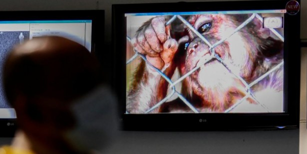 Maymun çiçeği virüsü nedir? Maymun çiçeği virüsü nasıl bulaşır? Maymun çiçeği Monkeypox belirtileri nedir, tedavisi var mı?