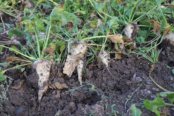 Foto - Mecburen eski yönteme döndüler! Bir hata bakın neye sebep oldu! 