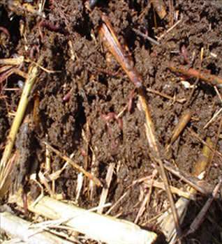Foto - Medeni gözüken İngiltere'nin gerçekleri