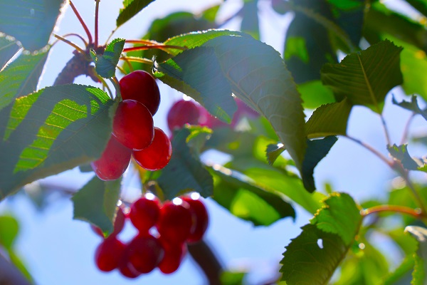 Foto - Medeniyetler beşiğinde bu sene hasat erken geldi