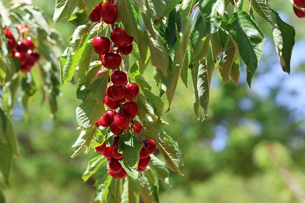 Foto - Medeniyetler beşiğinde bu sene hasat erken geldi