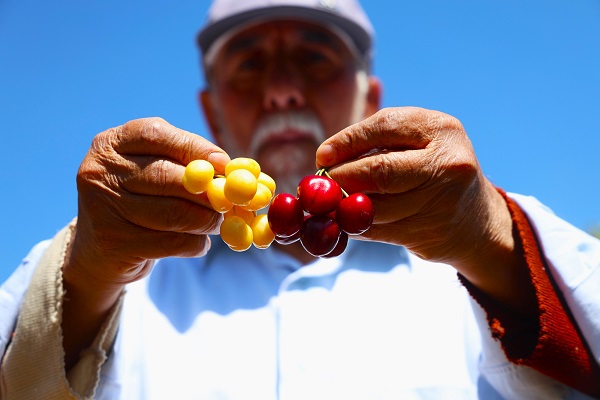 Foto - Medeniyetler beşiğinde bu sene hasat erken geldi