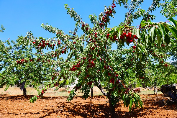 Foto - Medeniyetler beşiğinde bu sene hasat erken geldi